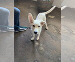 Small #2 German Shepherd Dog-Great Pyrenees Mix