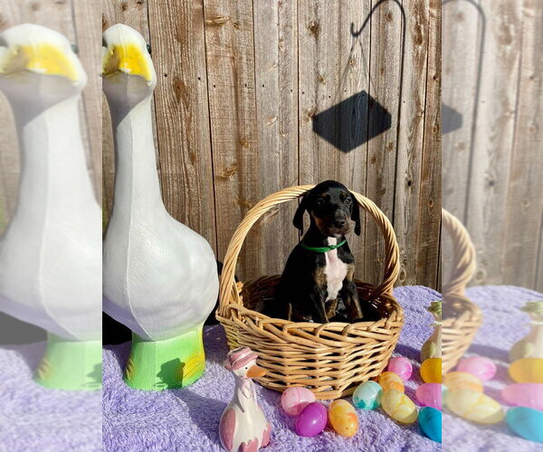 Medium Photo #3 Great Dane-Unknown Mix Puppy For Sale in Bullard, TX, USA