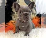 Small #3 French Bulldog