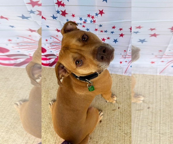 Medium Photo #3 American Pit Bull Terrier-Unknown Mix Puppy For Sale in Germantown, OH, USA