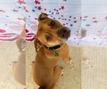 Small #2 American Pit Bull Terrier Mix