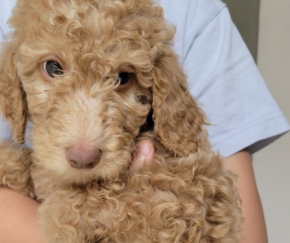 Medium Photo #1 Labradoodle-Poodle (Standard) Mix Puppy For Sale in LEXINGTON, SC, USA