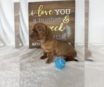 Dexter - Male Dachshund Puppy for Sale - Photo #6