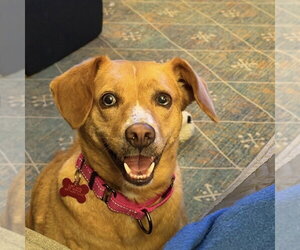 Mutt Dogs for adoption in Boston, MA, USA