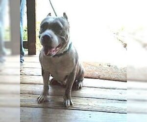 American Pit Bull Terrier-American Staffordshire Terrier Mix Dogs for adoption in Austin, TX, USA