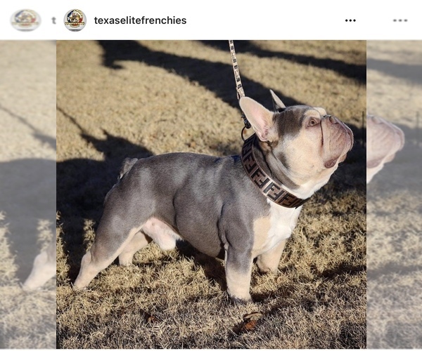 Medium Photo #1 French Bulldog Puppy For Sale in ALVARADO, TX, USA