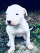 Small Photo #9 Dogo Argentino Puppy For Sale in LUTZ, FL, USA