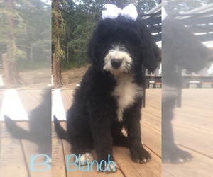 Sheepadoodle Puppy for sale in THE DALLES, OR, USA