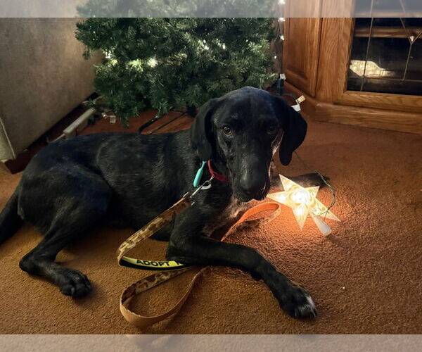 Medium Photo #19 Catahoula Leopard Dog-Labrador Retriever Mix Puppy For Sale in Oakhurst, NJ, USA