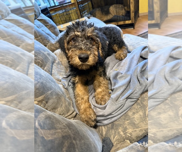 Medium Photo #1 Airedale Terrier Puppy For Sale in FLAGSTAFF, AZ, USA