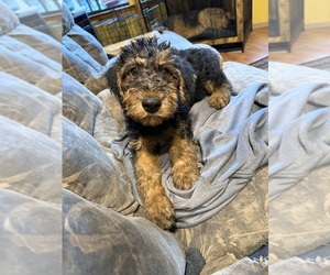 Airedale Terrier Litter for sale in FLAGSTAFF, AZ, USA