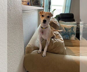 Jack Russell Terrier-Unknown Mix Dogs for adoption in Carrollton, TX, USA