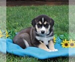 Small Photo #2 Labrador Retriever-Siberian Husky Mix Puppy For Sale in PEACH BOTTOM, PA, USA