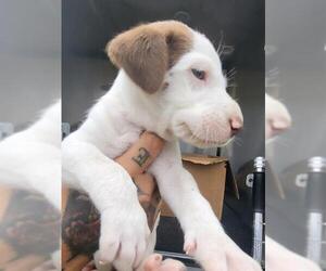 Labrador Retriever-Unknown Mix Dogs for adoption in San Antonio, TX, USA