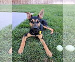 Small #9 German Shepherd Dog Mix