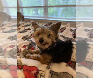 Mutt Dogs for adoption in Spring, TX, USA