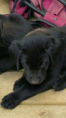 Labrador Retriever Puppy for sale in WISCONSIN RAPIDS, WI, USA