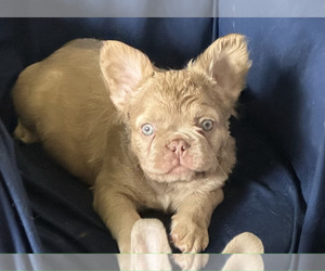 French Bulldog Puppy for Sale in LINCOLN, California USA
