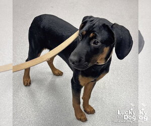 Mutt Dogs for adoption in Washington, DC, USA