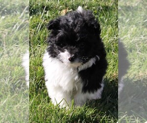 Pom-A-Poo Puppy for sale in FREDERICKSBURG, OH, USA