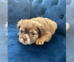 Small Photo #11 English Bulldog Puppy For Sale in HOUSTON, TX, USA