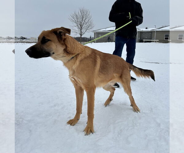 Medium Photo #1 Mutt Puppy For Sale in Evansville, IN, USA