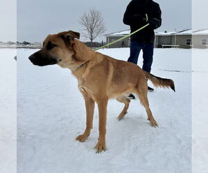 Mutt Dog for Adoption in Evansville, Indiana USA