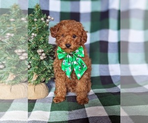 Poodle (Toy) Puppy for sale in KIRKWOOD, PA, USA