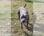 Small Mutt