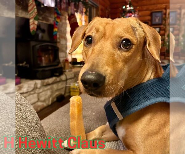 Medium Photo #4 Dachshund Puppy For Sale in San Antonio, TX, USA