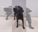 Small Labrador Retriever Mix