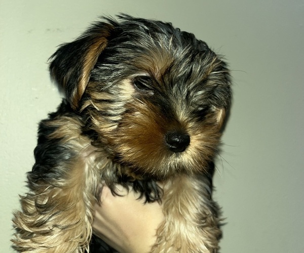 Medium Photo #1 Yorkshire Terrier Puppy For Sale in CHICAGO, IL, USA