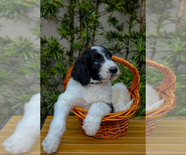 Medium Photo #29 Goldendoodle Puppy For Sale in MIAMI, FL, USA