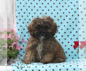 Zuchon Puppy for sale in RISING SUN, MD, USA