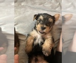 Small Photo #15 Yorkshire Terrier Puppy For Sale in LA SIERRA, CA, USA