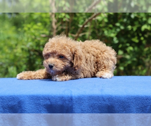 Medium Photo #27 Poodle (Toy) Puppy For Sale in DYERSBURG, TN, USA
