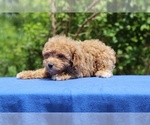 Small #26 Poodle (Toy)