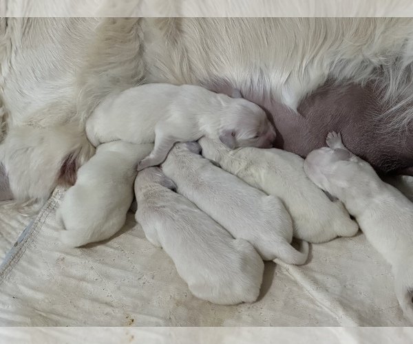 Medium Photo #14 English Cream Golden Retriever Puppy For Sale in BYRON, GA, USA