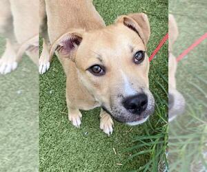 Mutt Dogs for adoption in Fayetteville, NC, USA