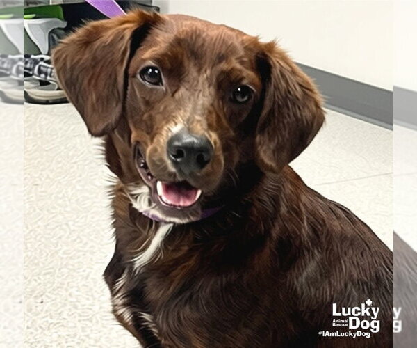 Medium Photo #3 Colonial Cocker Spaniel-Unknown Mix Puppy For Sale in Washington, DC, USA