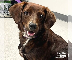 Opie - Male Colonial Cocker Spaniel-Unknown Mix Dog for Adoption - Photo #3