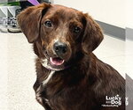 Small #2 Colonial Cocker Spaniel Mix