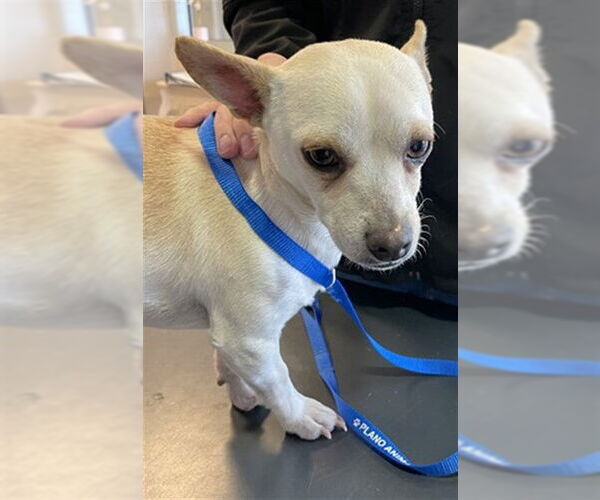 Medium Photo #1 Chihuahua-Unknown Mix Puppy For Sale in Plano, TX, USA