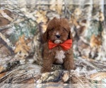 Small #4 Cavapoo (Miniature)