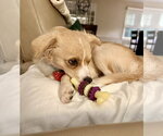 Small #5 Chihuahua Mix