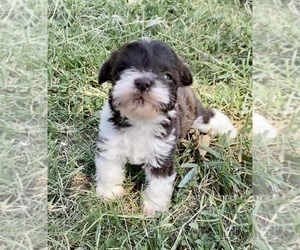 Schnauzer (Miniature) Puppy for sale in EARLY, TX, USA