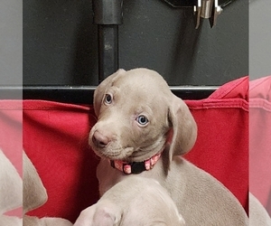 Weimaraner Puppy for sale in GRAY COURT, SC, USA