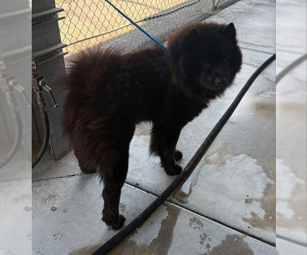 Medium Photo #1 Chow Chow Puppy For Sale in Stockton, CA, USA
