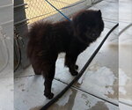 Small Chow Chow