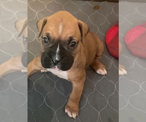 Medium Photo #7 Boxer Puppy For Sale in VICTORIA, TX, USA